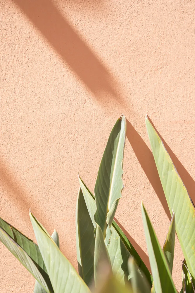 Schenk, Henrike: Botanical Pastels