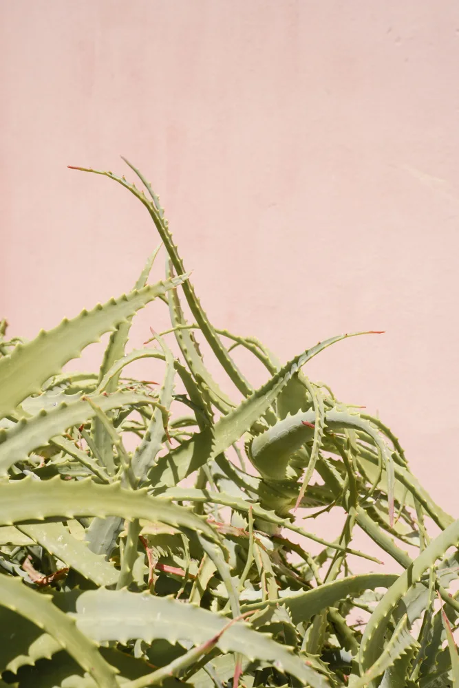 Schenk, Henrike: Cactus sul rosa