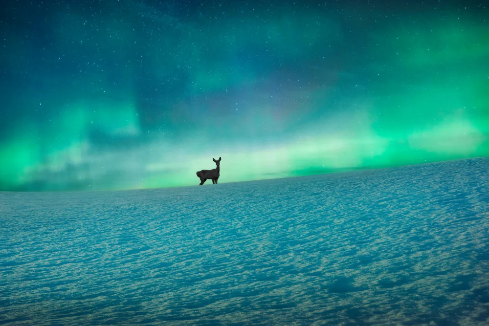 Lindsten, Christian: Deer and northern lights