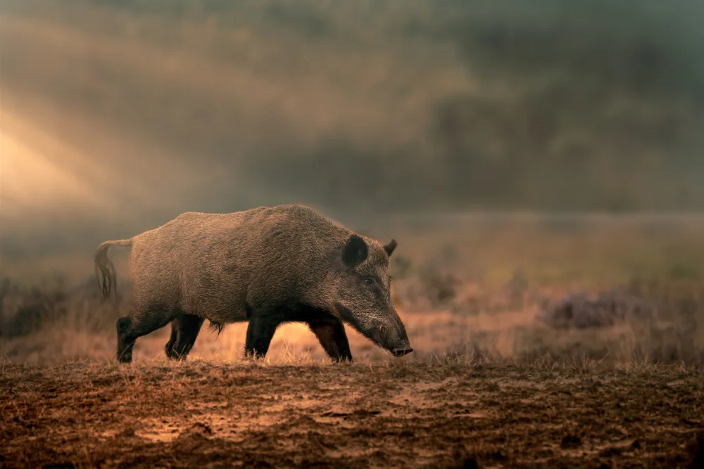 Horst, ter Gert: Wild boar in morning mist