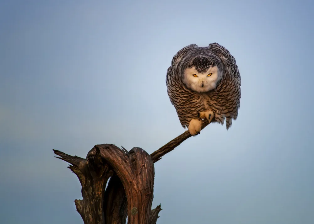 Wang, Ti: snow owl