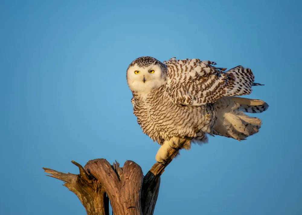 Wang, Ti: snow owl