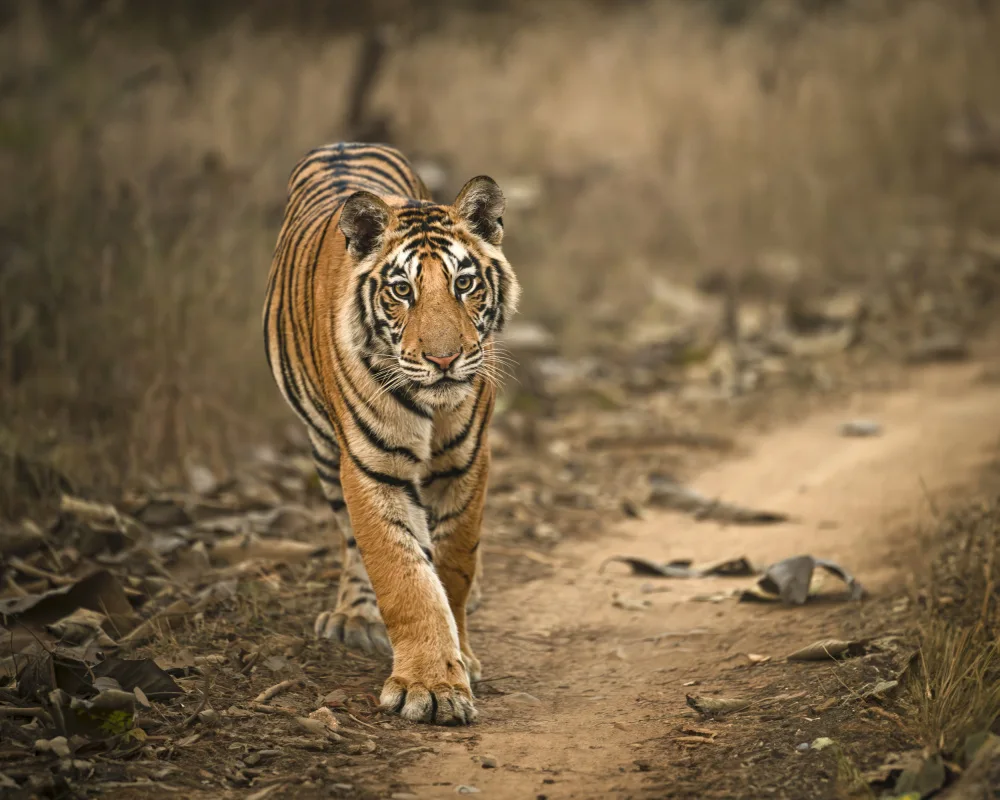 Simhan, Nara: Cucciolo di tigre
