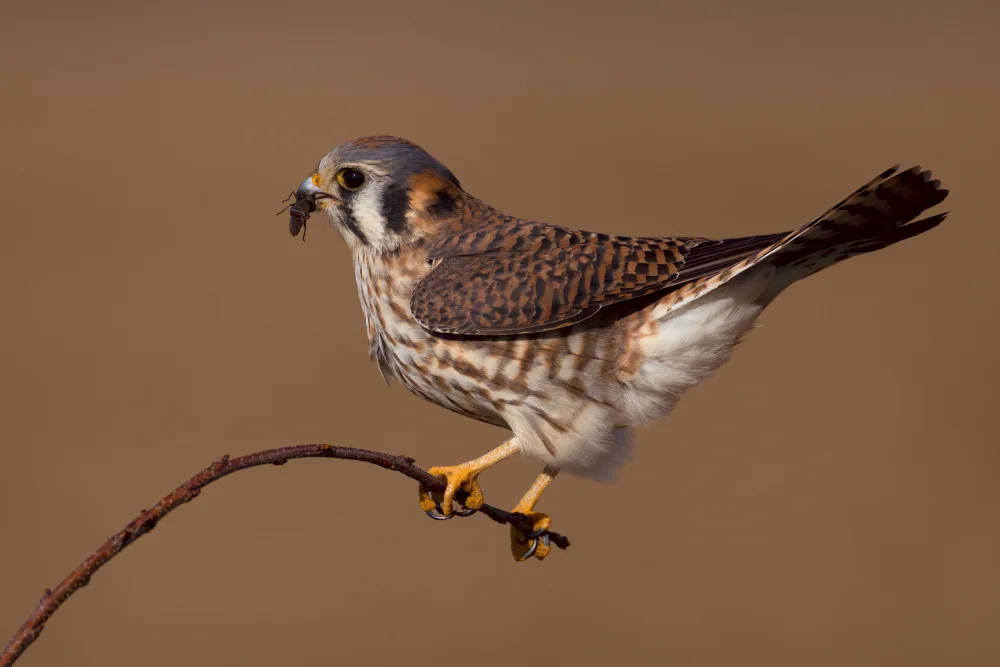 Lam, Gavin: American Kestrel