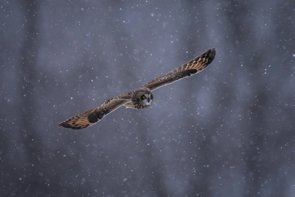 Wang, Max: Short-eared Owl