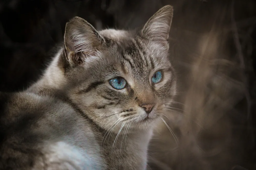 Martínez, Ammouneh Taufik: Wilde Katze