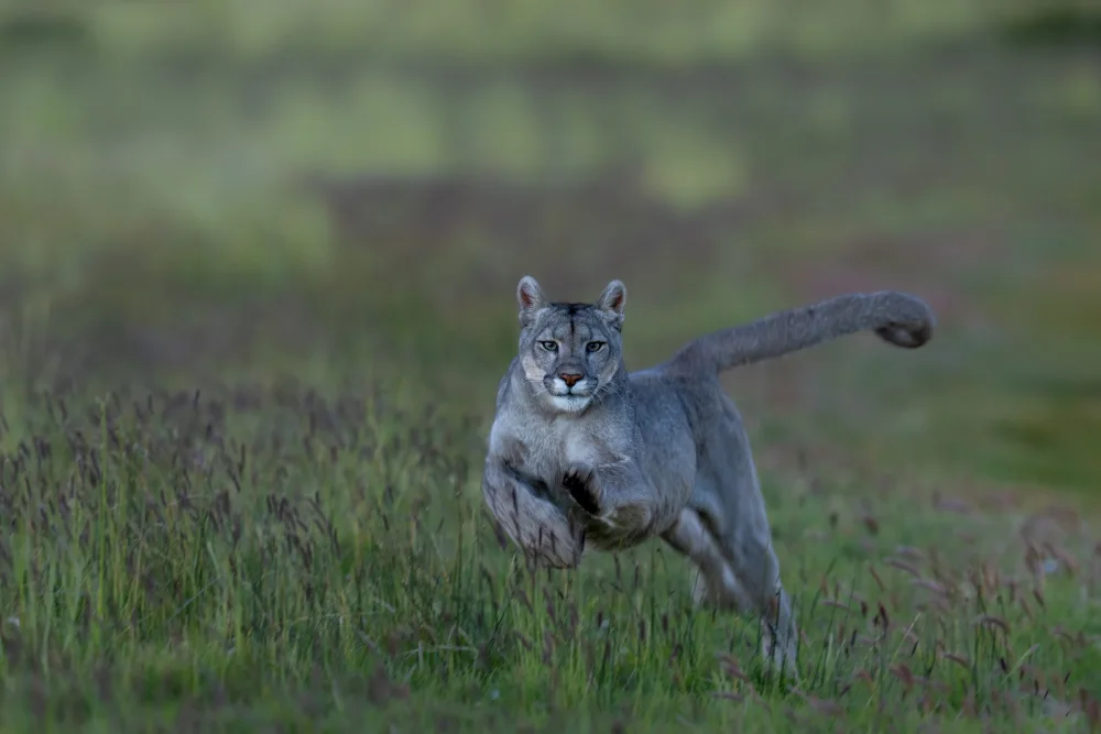 Dhesi, Rajat: Puma Sprint