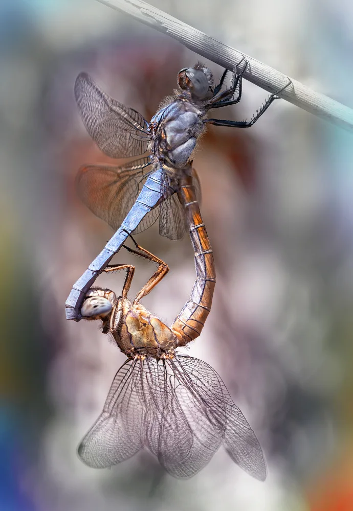 Daminelli, Fabrizio: Orthetrum brunneum - mating