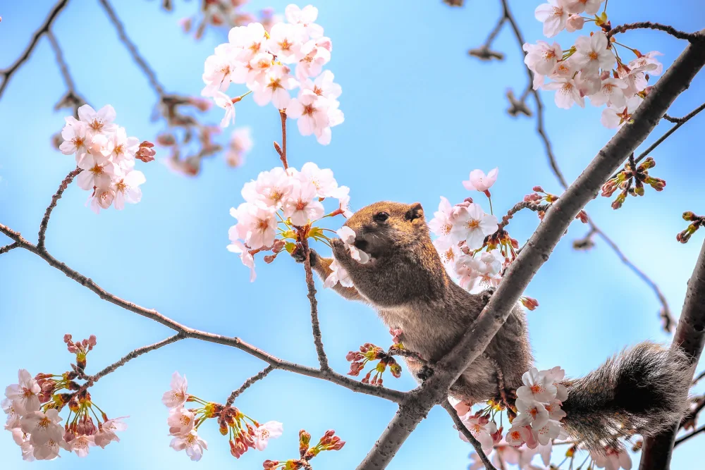 Aliace/uesan: Spring squirrel