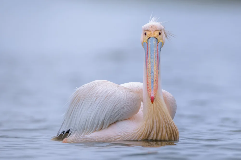 Tomuta, Alexandru: The pelican