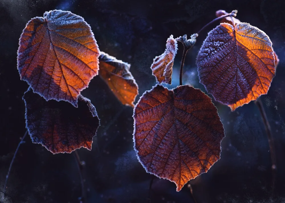 Zvinakeviciute, Kristina: Winter light
