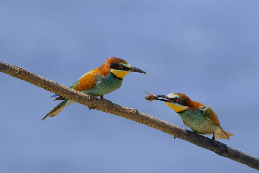 Chiodini, Massimo: Bee-eater.