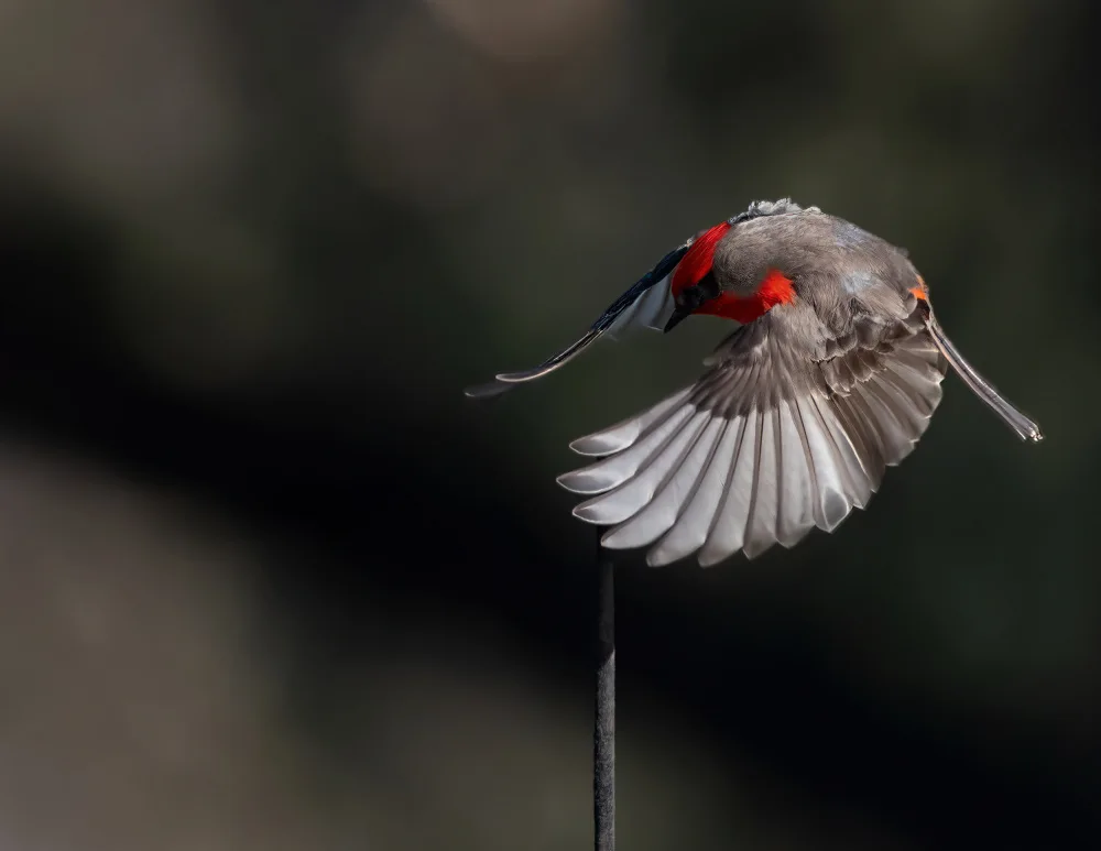 Wallach, W Jon: Spread Your Wings