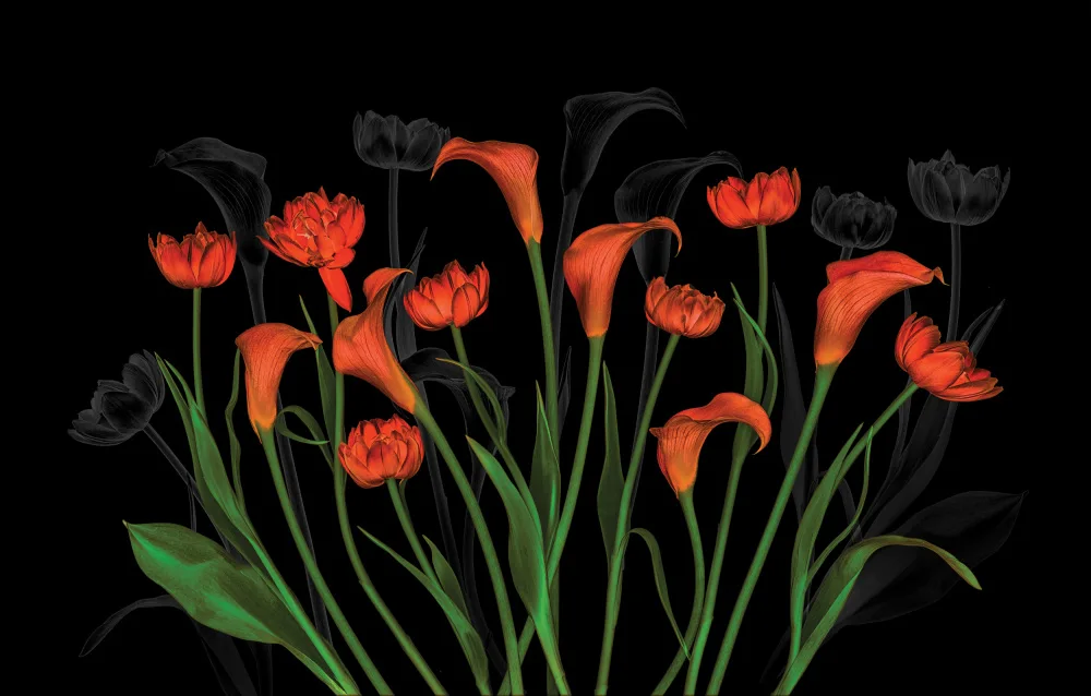 Jacobs, Lydia: Amicizia tra calle e tulipani
