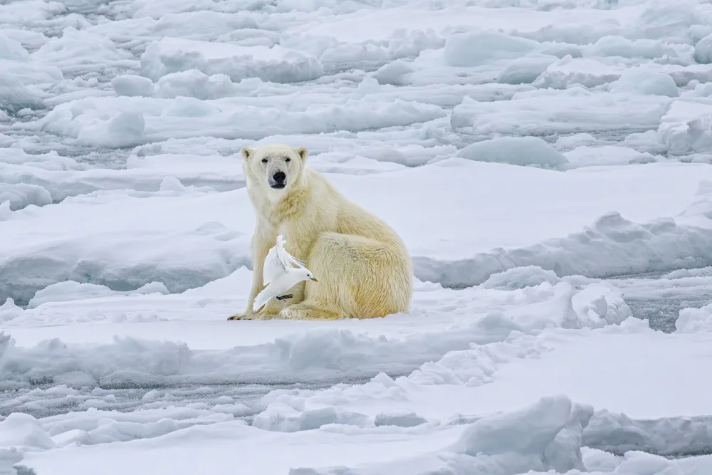 Wei, and Siyu: Polar Bear and His Visitor