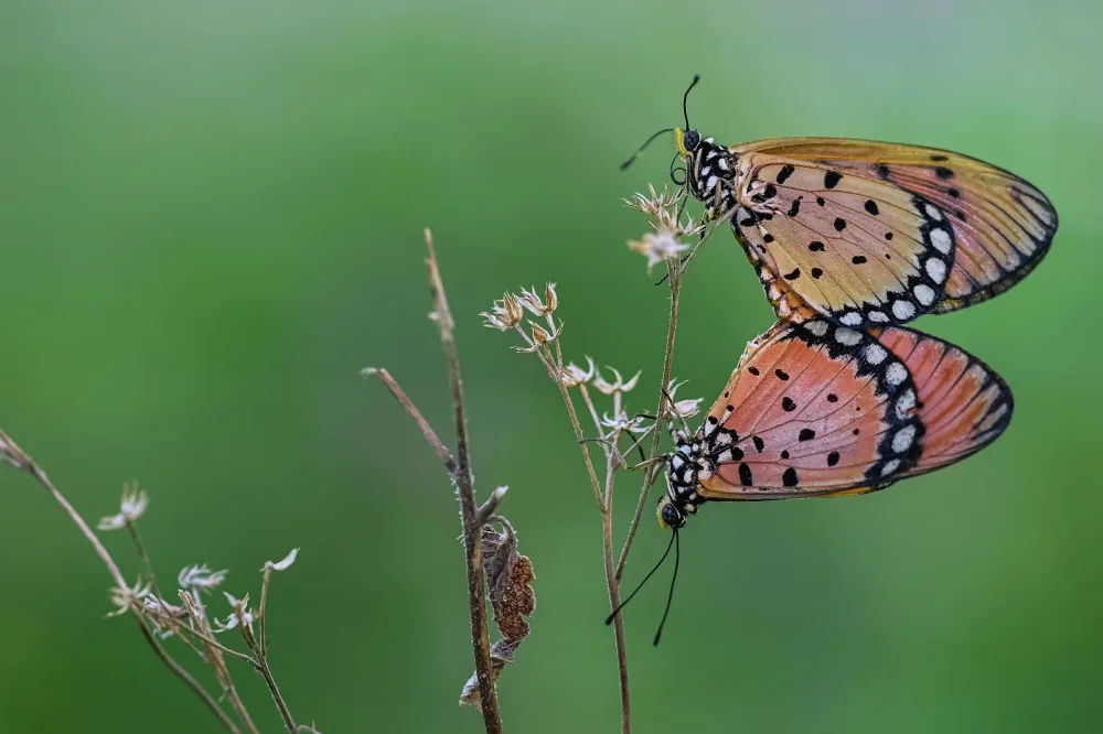 Winda, Wahyu: Mating moment Acraea terpsicore