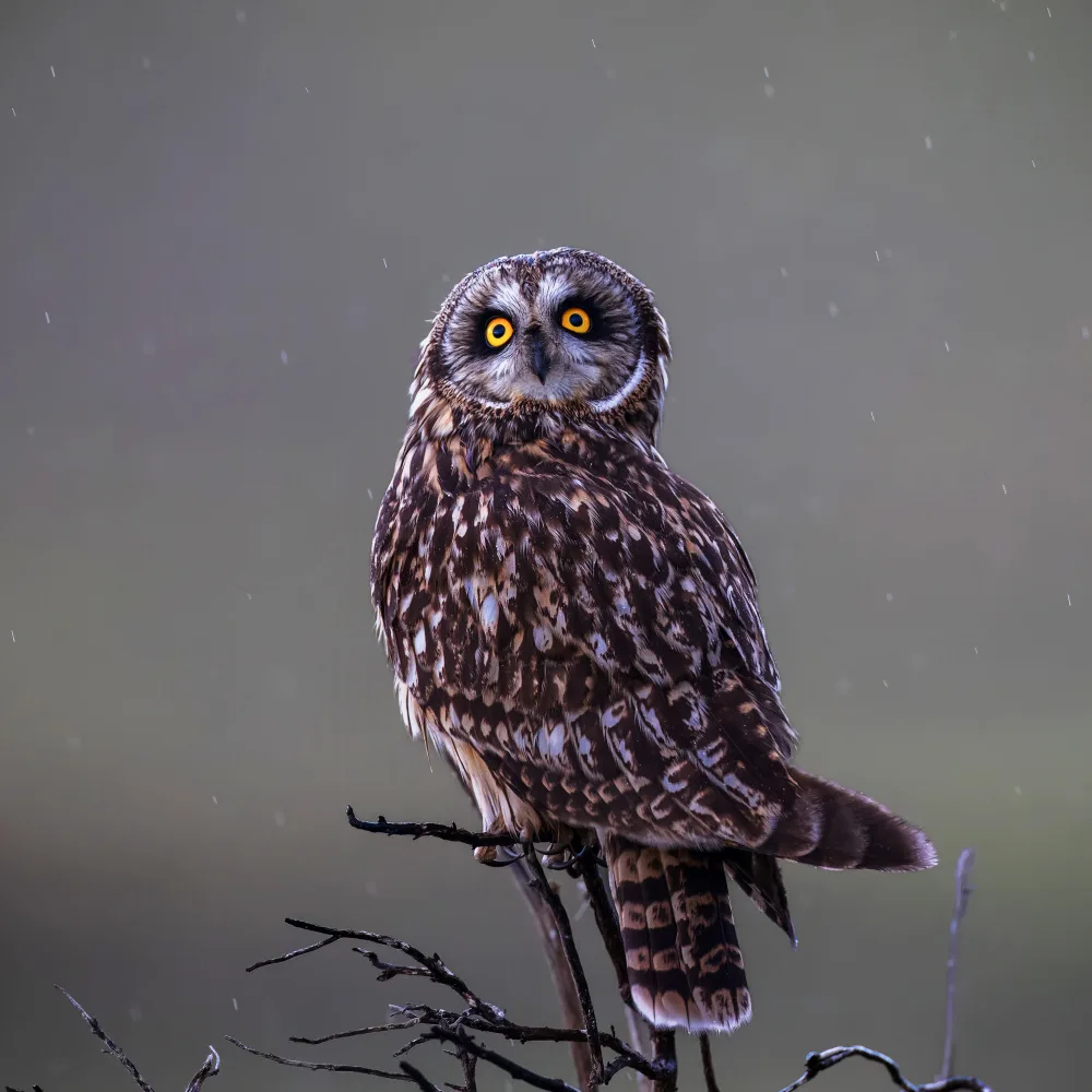 (吉星高照), Taksing: short-eared owl