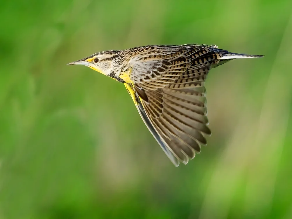 Wang, Moses: Meadowlarks