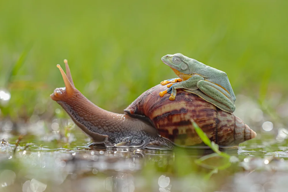 islam, al Nashruddin: Snail transportation
