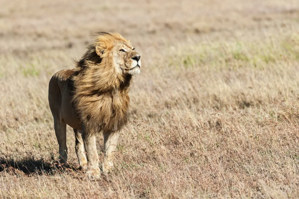 Felici, Massimo: Mane in the wind