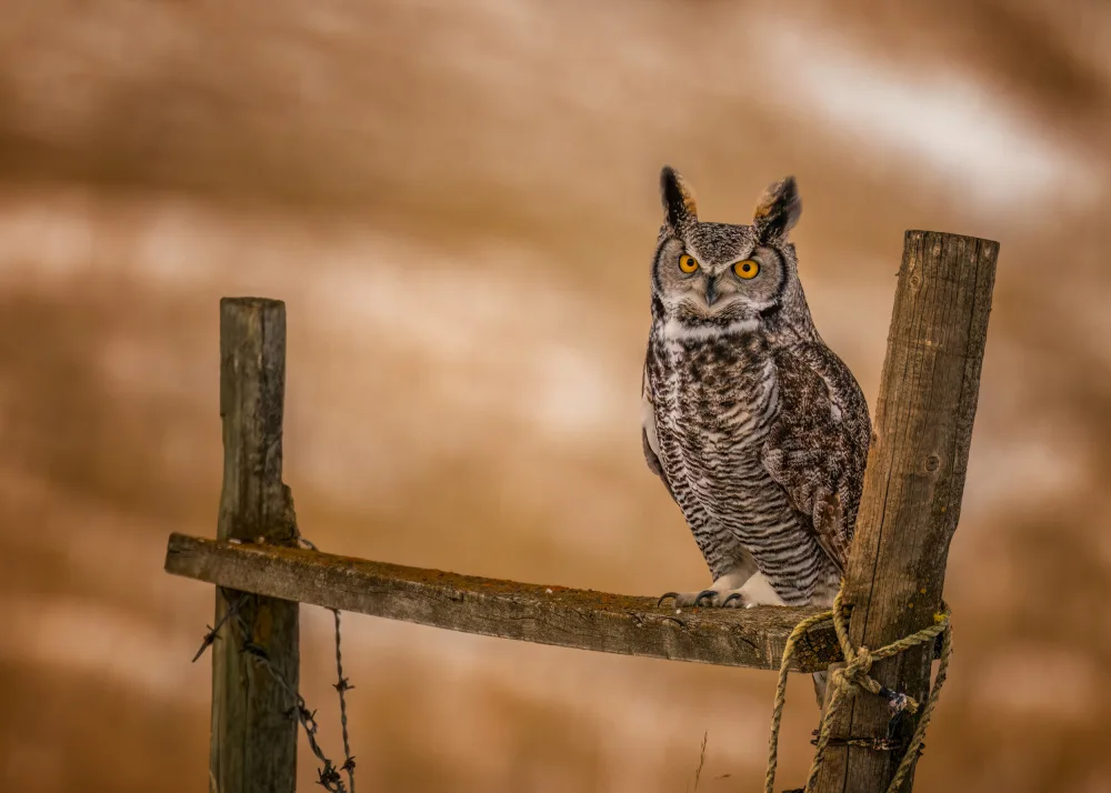 Xiao, Hanping: On the Fence