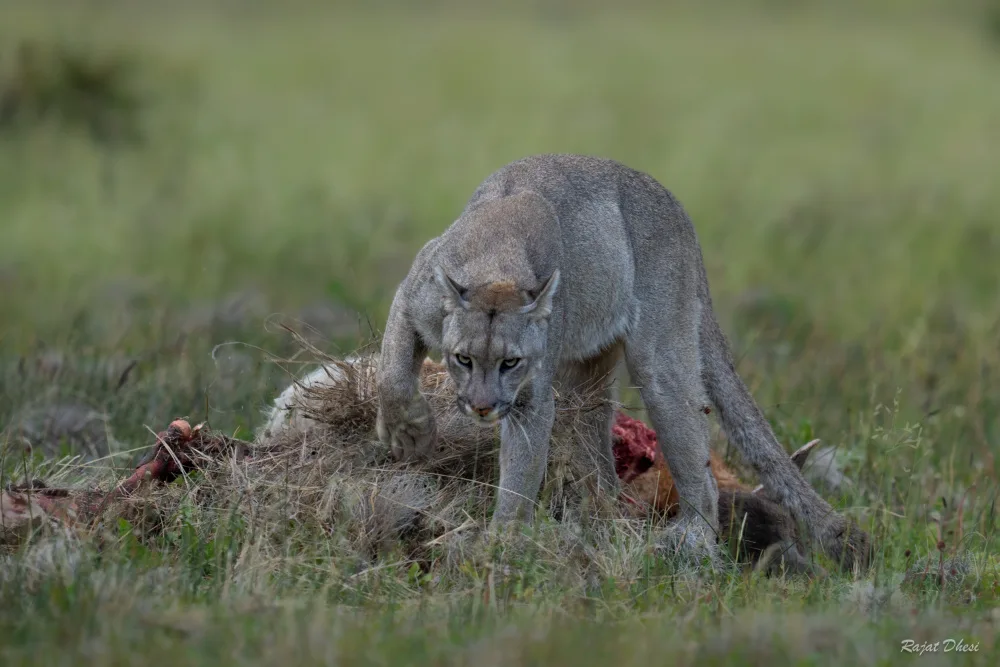 Dhesi, Rajat: Puma with Guanaco Carcass