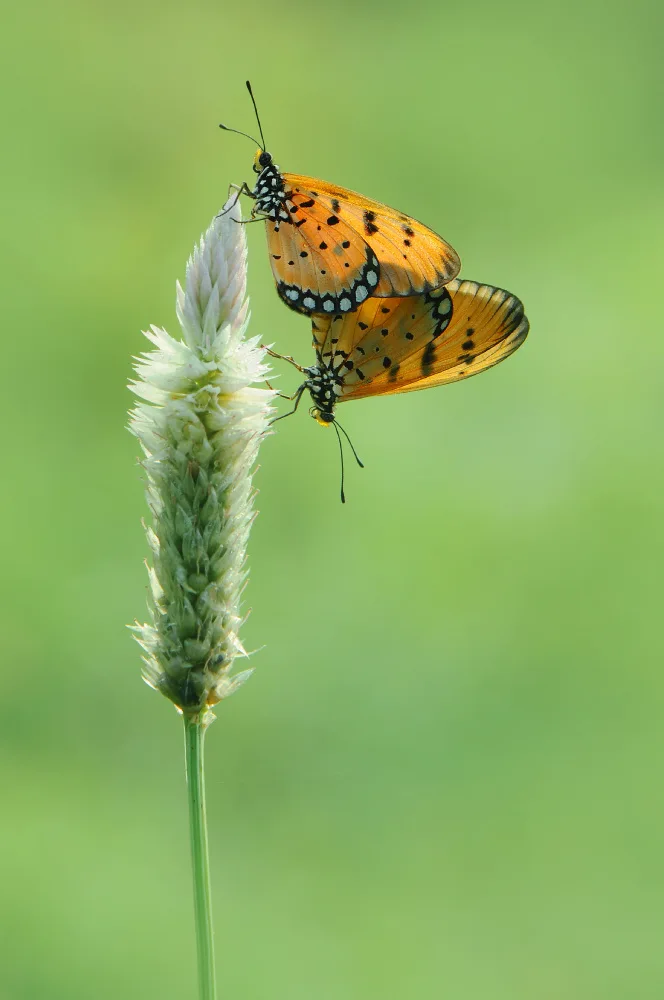 Pamungkas, Edy: Mating on Top