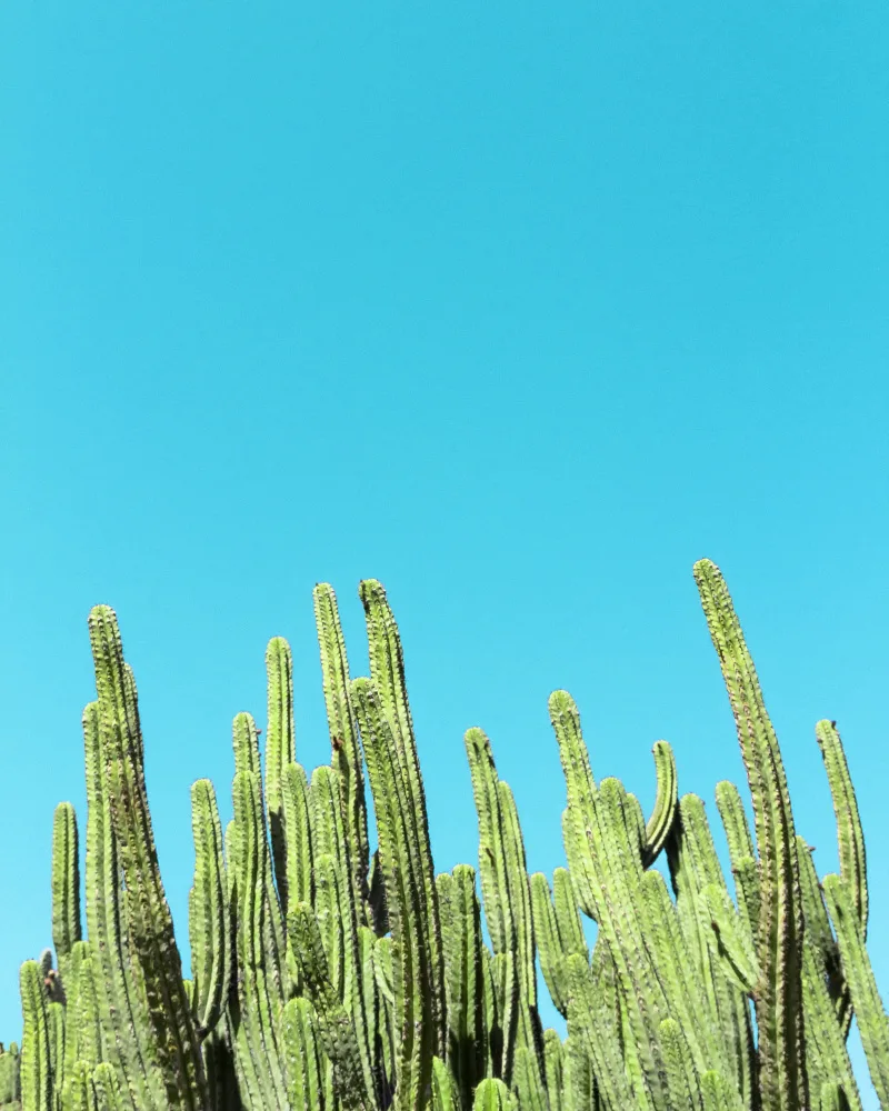 Windeknecht, Tom: Cactus Reaching for the Sky