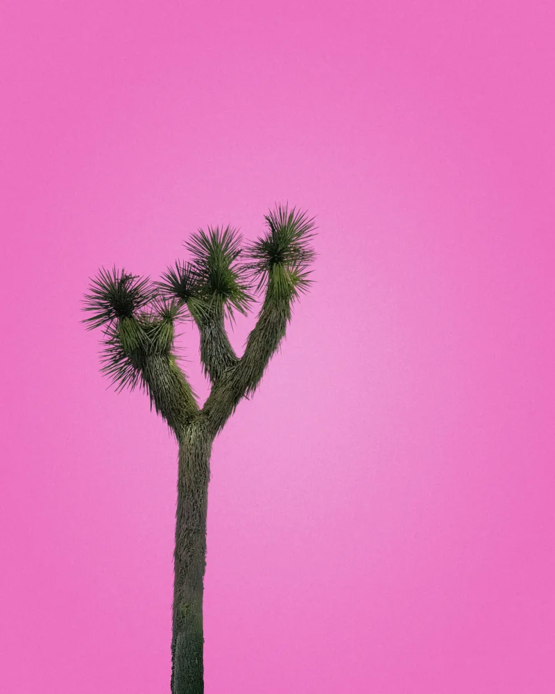 Windeknecht, Tom: Joshua Tree with Pink Sky