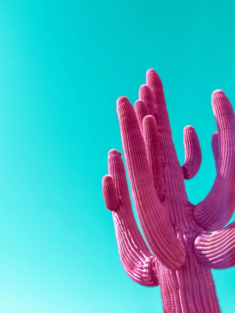 Windeknecht, Tom: Magenta Pink Saguaro