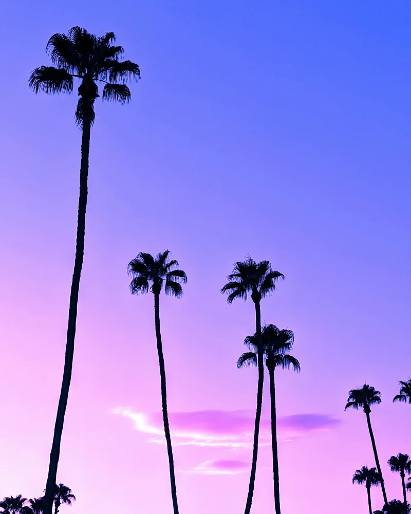 Windeknecht, Tom: Palm Tree Sunset