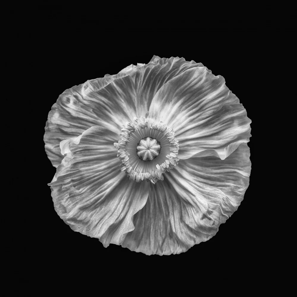 Grønkjær, Lotte: Poppy portrait