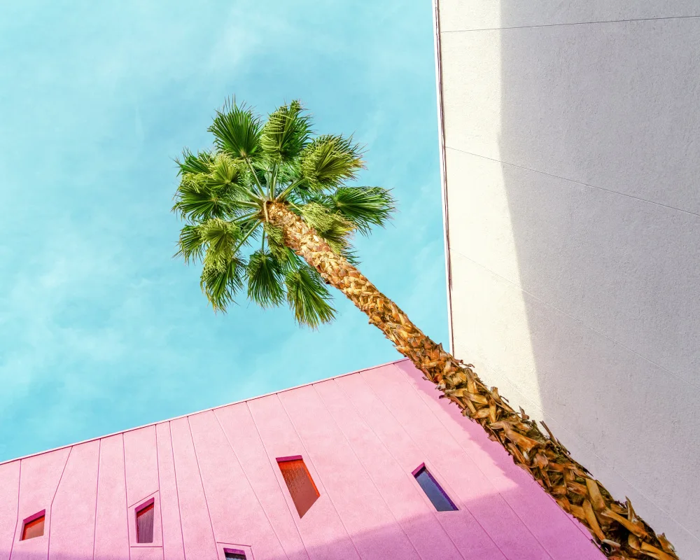 Windeknecht, Tom: Palm Tree Lookup