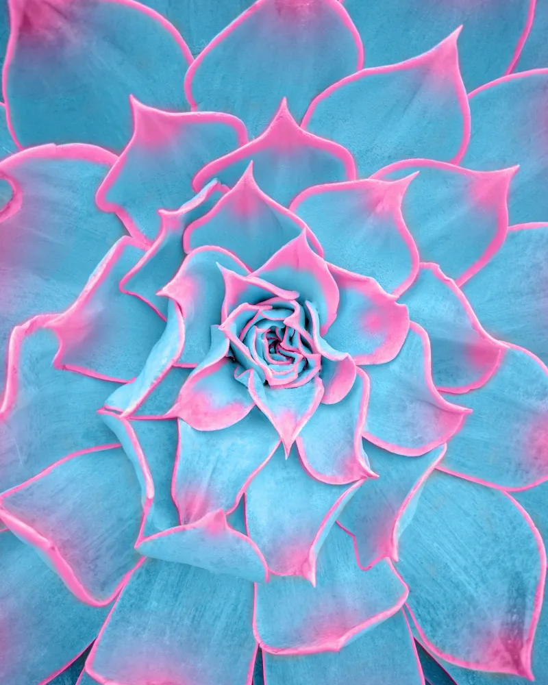 Windeknecht, Tom: Blue and Pink Succulent