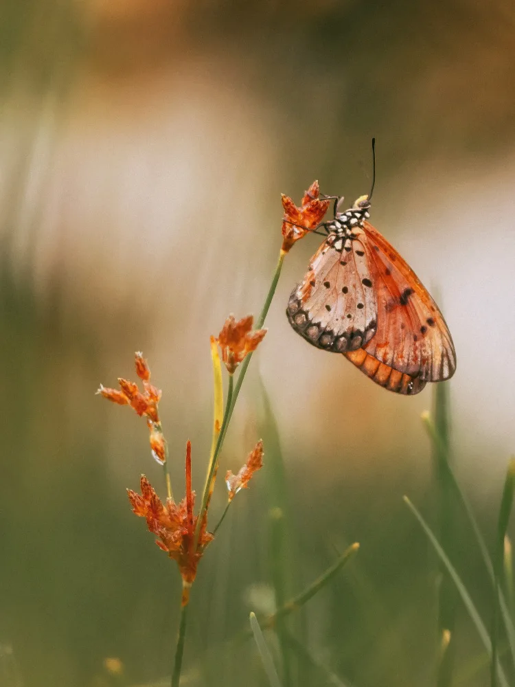Winda, Wahyu: Butterfly
