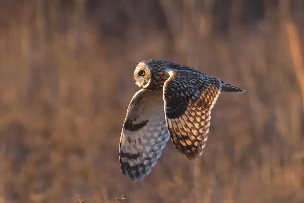 Lam, Gavin: Short-eared Owl
