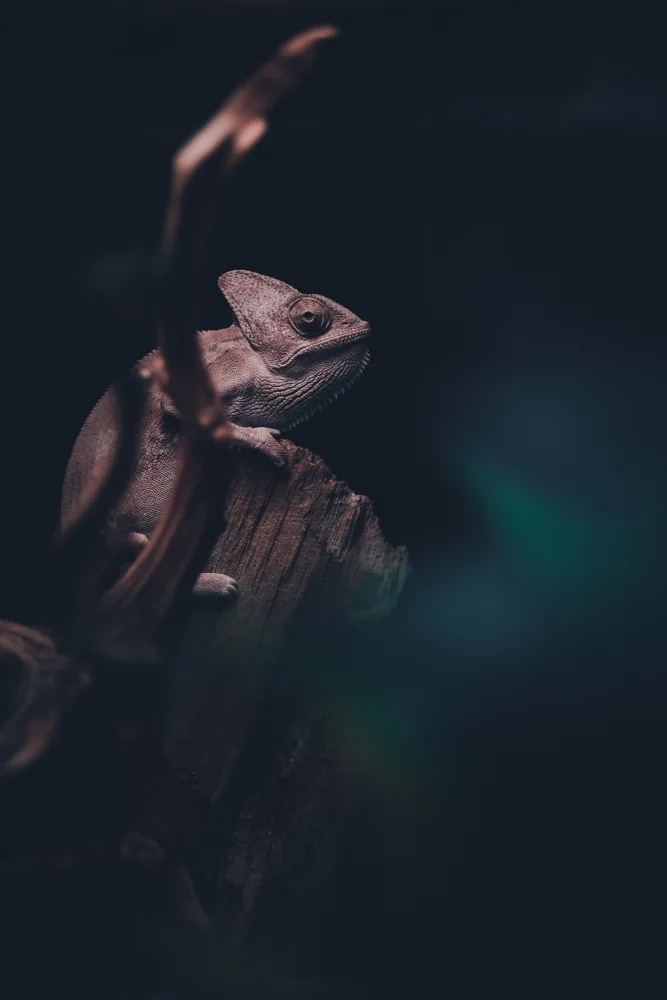 ISHIKAWA, HISASHI: Chameleon