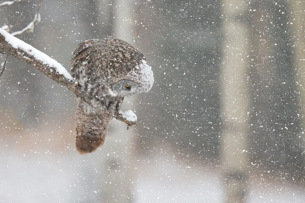 Zuo, Jun: Huntting in The Snow