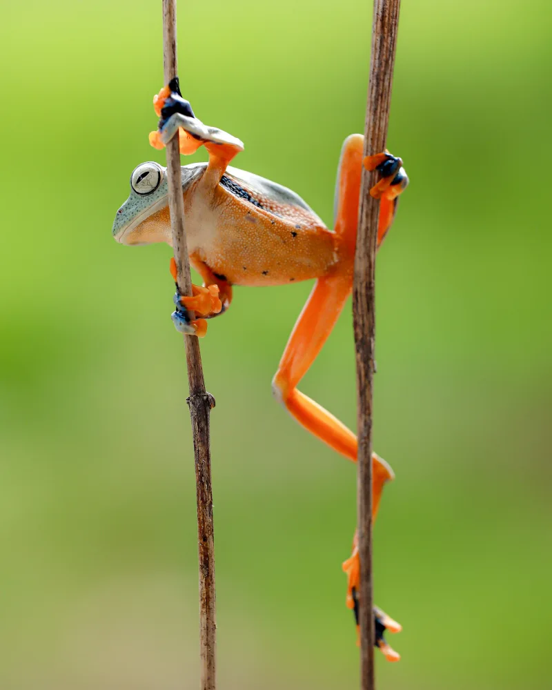 islam, al Nashruddin: Green frog in actoin