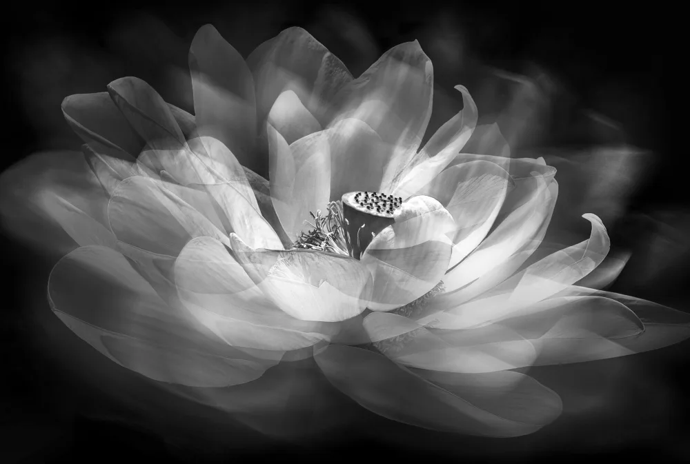 Zeng, Kenneth: Lotus
