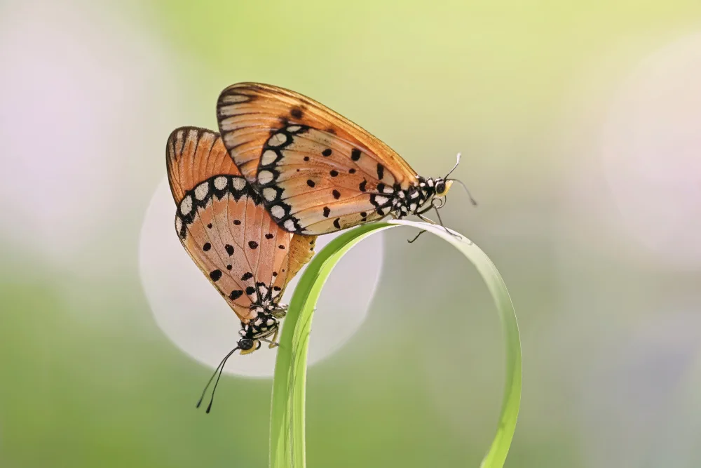 Winda, Wahyu: Mating moment of butterfly