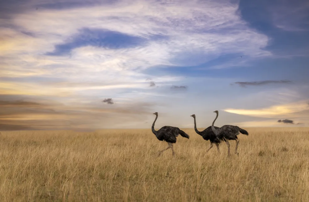 Singh, Anita: Dancing birds