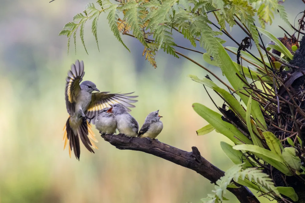 Widjaja, Sally: Montanan Bird