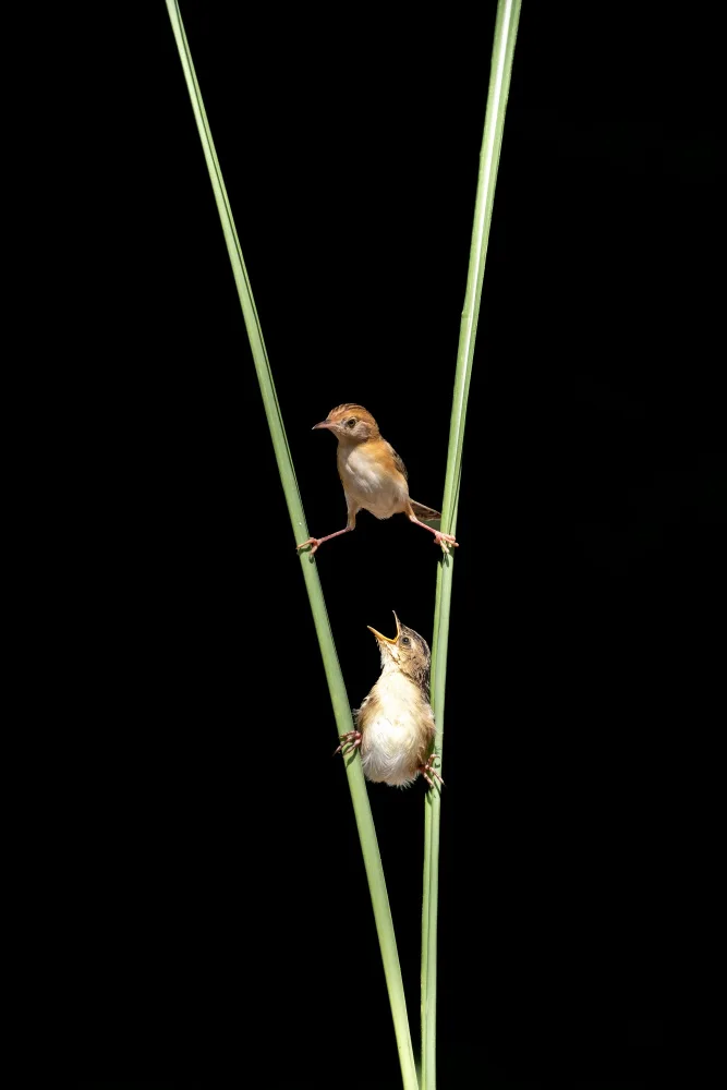 Widjaja, Sally: Uccello di Kung Fu
