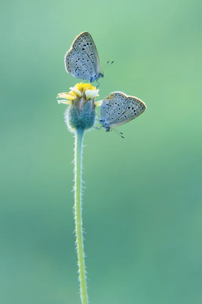 Pamungkas, Edy: Twin Butterflies
