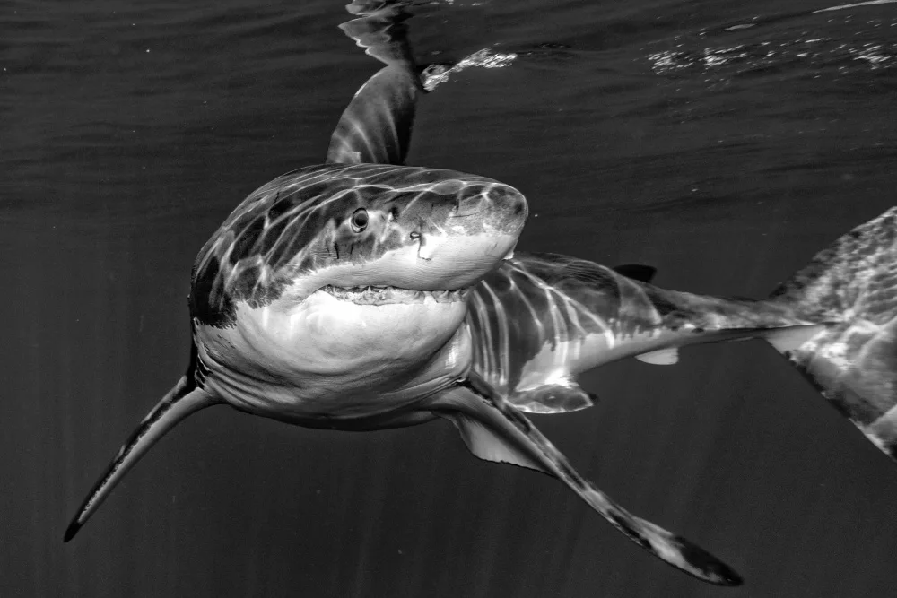 Izzotti, Andrea: Great black and white