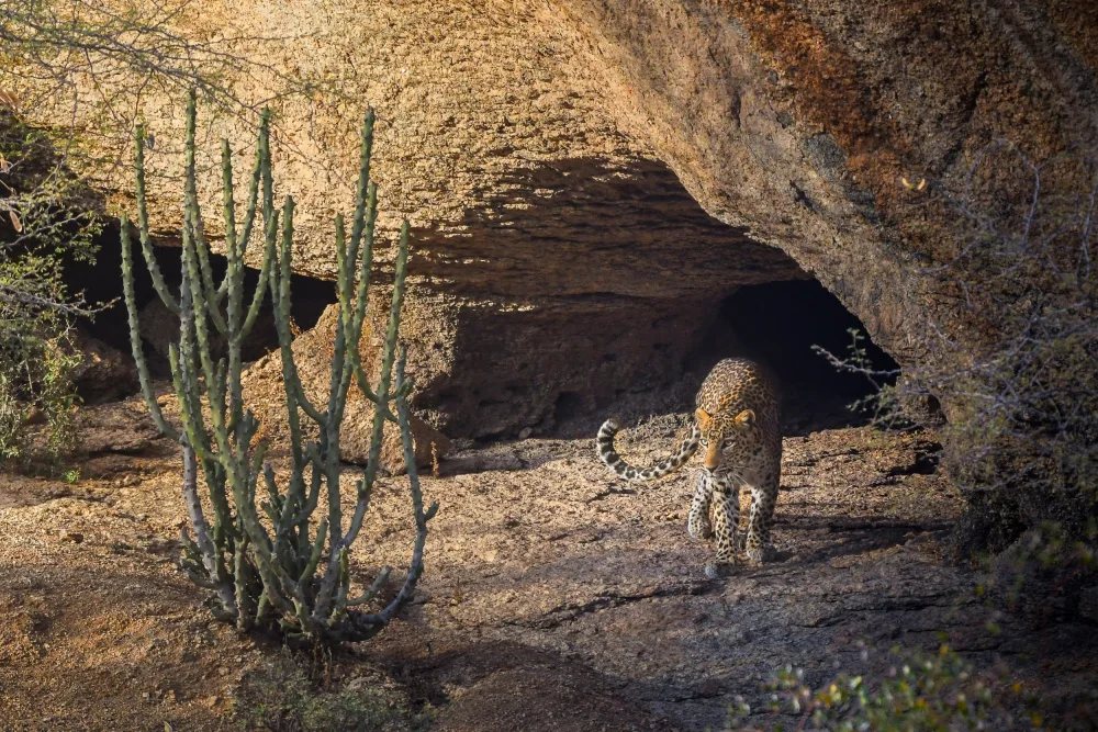 Sharma, Abhinav: The Leopard's Lair