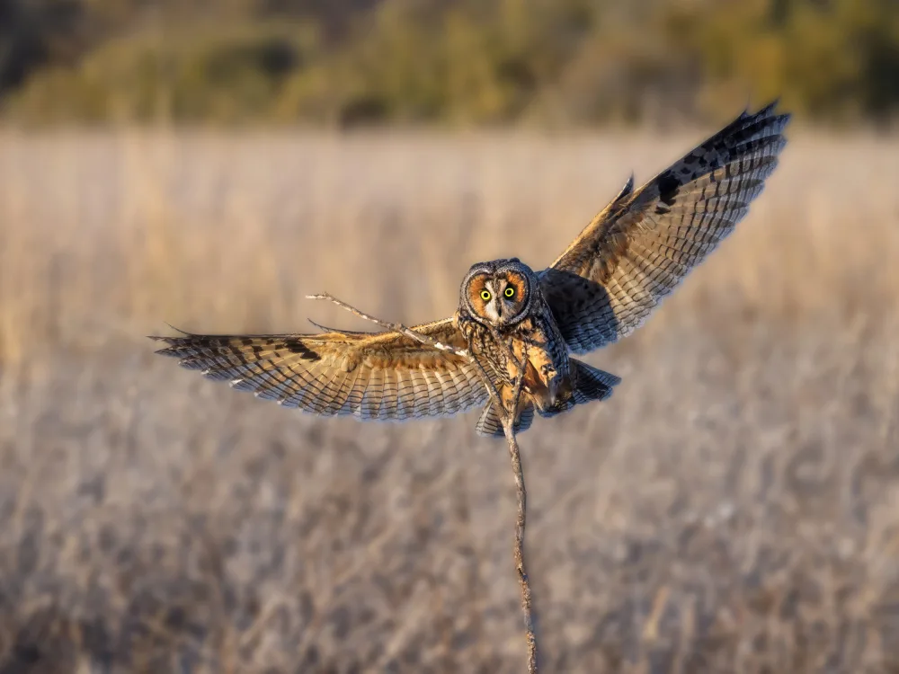 (吉星高照), Taksing: Long-eared owl