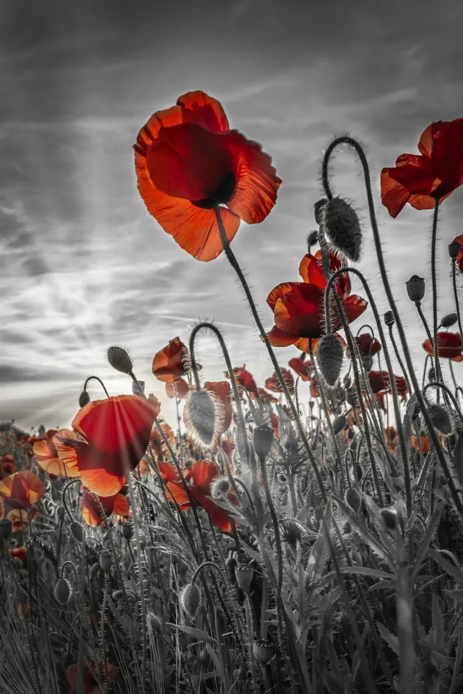 Viola, Melanie: Fascinating poppies | colorkey