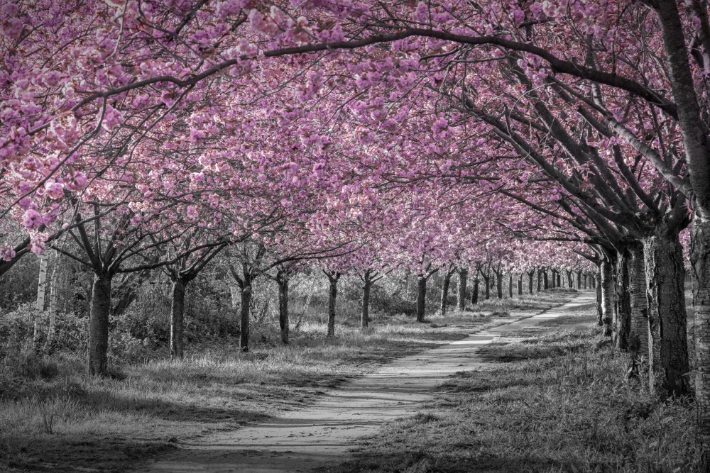 Viola, Melanie: Encantador callejón de flores de cerezo en rosa